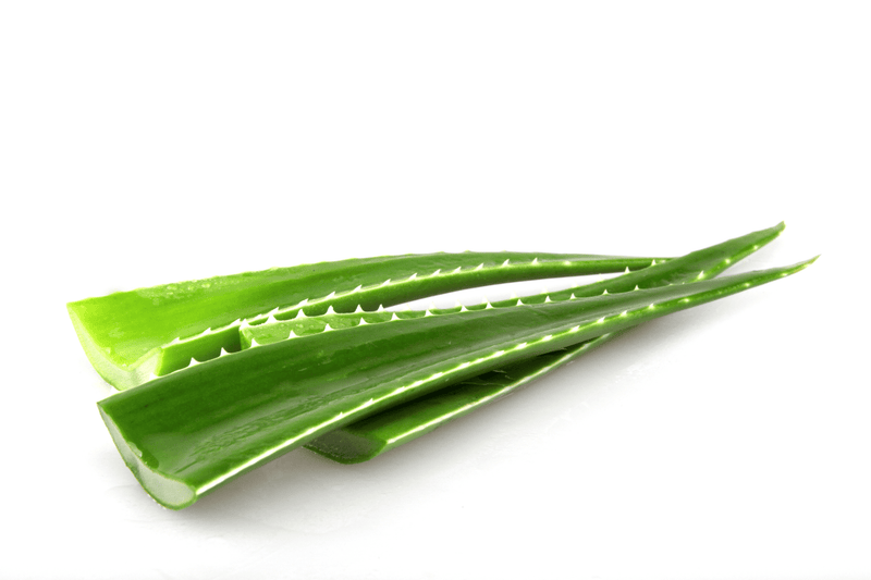 Aloe Vera - par Stk